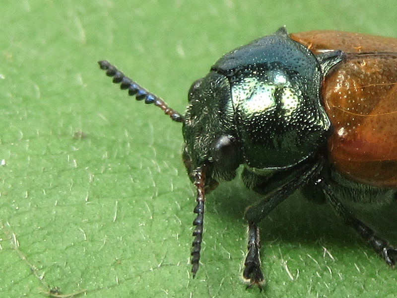 Chrysomelidae: Labidostomis ?  S, Labidostomis  cyanicornis, femmina